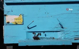 Küresel ısınma arıları da uyutmadı, tehlike kapıda